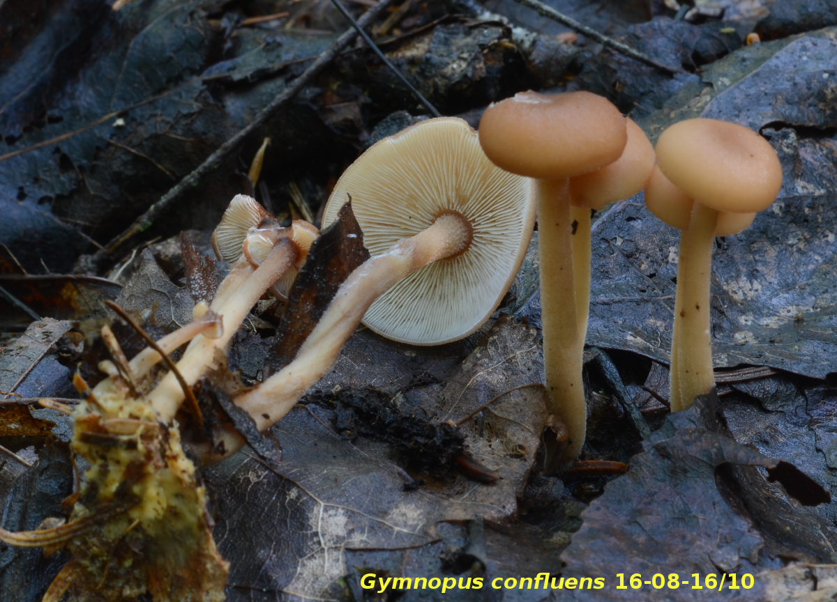 Picture of <i>Gymnopus confluens2</i>